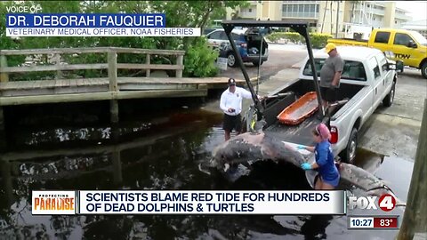 174 bottlenose dolphins found dead along Southwest Florida beaches