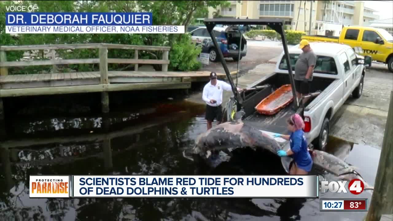 174 bottlenose dolphins found dead along Southwest Florida beaches