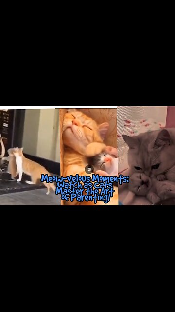 Meow-velous Moments: Watch as Cats Master the Art of Parenting!