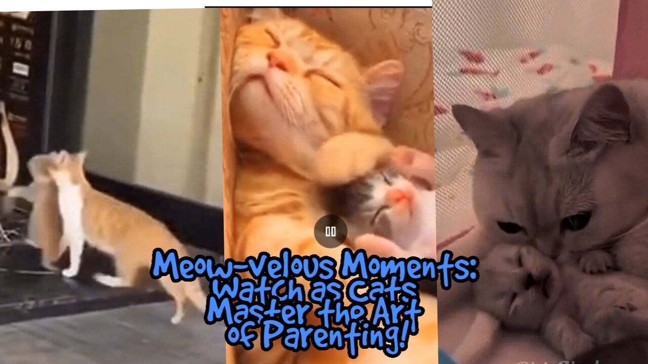 Meow-velous Moments: Watch as Cats Master the Art of Parenting!