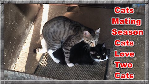 Cats mate during cat season they love two lovely cats