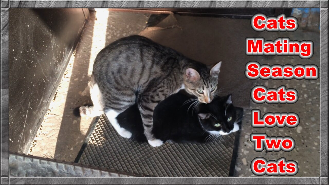 Cats mate during cat season they love two lovely cats
