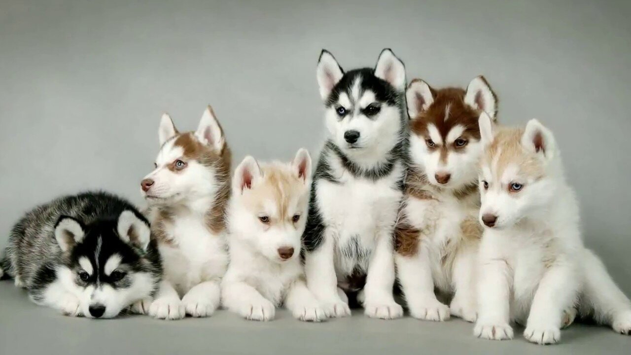 DOG AND CAT LOVELY BONDING