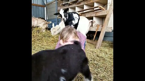 #babygoats #fun #cute #farmanimals #homesteading #farm