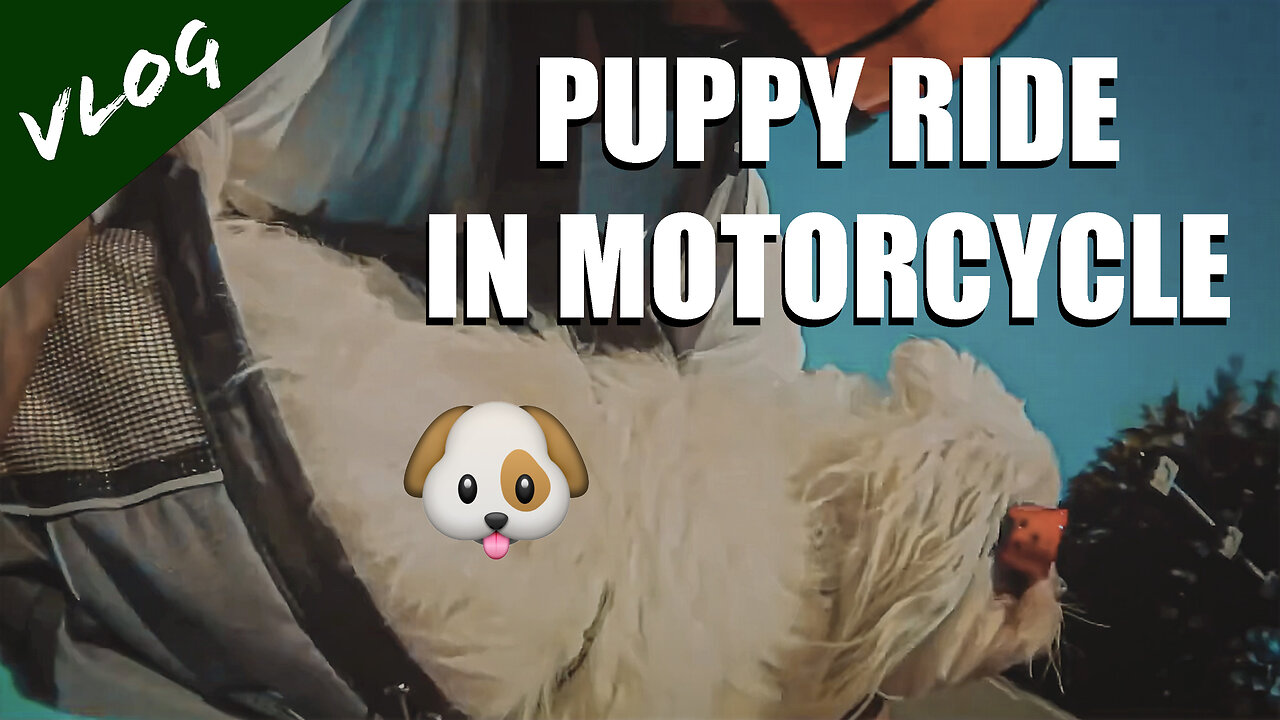 Puppy riding on a motorcycle (March 2014)