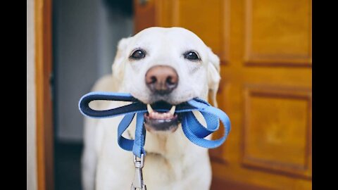 Dog Collars For Women And A Ban on Semi Autos
