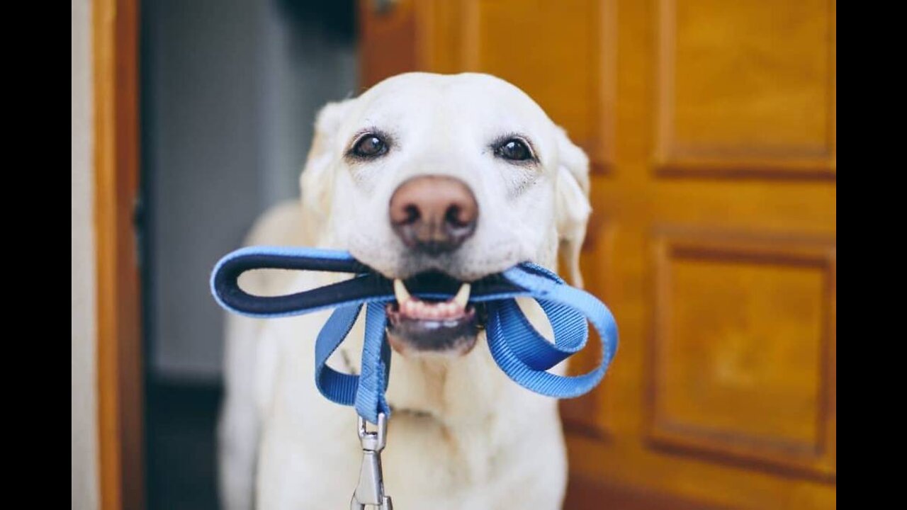 Dog Collars For Women And A Ban on Semi Autos