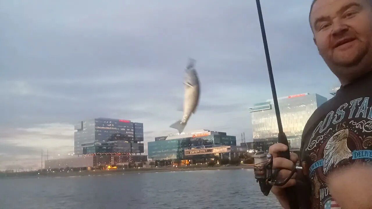 Bass are greedy at Tempe Town Lake!