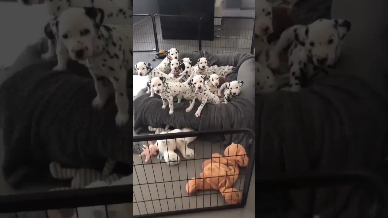 101 Dalmatians in real life.. 😊