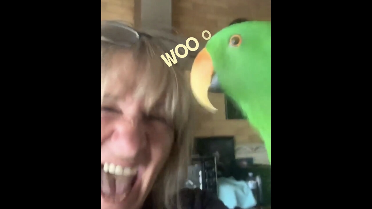 Happy bird gettin’ jiggy wit his favourite song