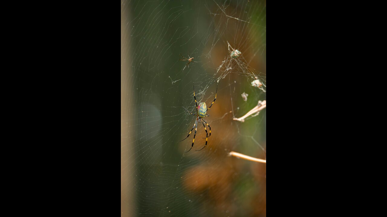 Joro Spiders: The Giant Invaders Taking Over the U.S. East Coast