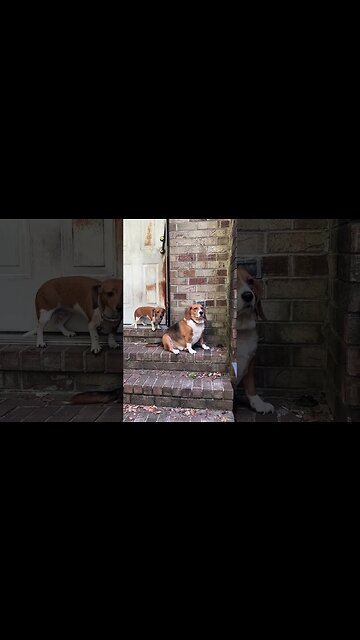 Don’t Just Sit There Dogs, Go Potty!