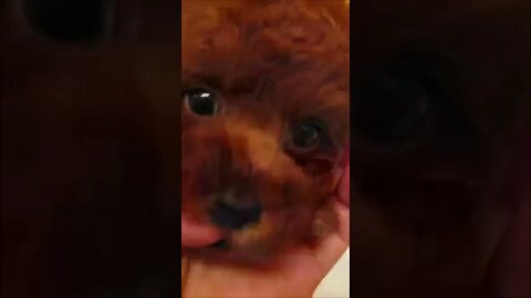 Funniest Cat and Dog Videos Compilation