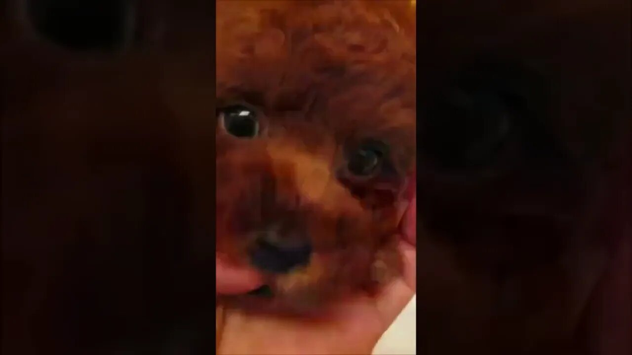 Funniest Cat and Dog Videos Compilation