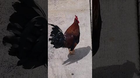 Chicken Shortage Coming Soon