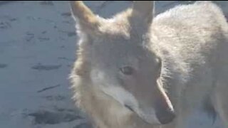 Ce moment incroyable où un loup joue avec un jeune homme