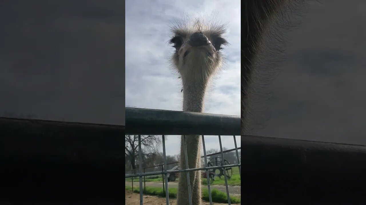 Ostriches are so cool #shorts