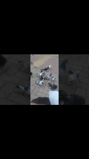 alimentando os pombos na praca pt2 #shorts