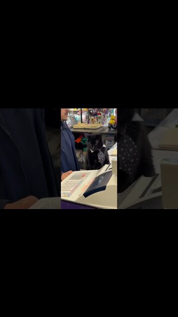 When your cat ￼is the owner and runs the gas station business 🤣