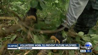 Volunteers work to remove dead trees, brush from areas vulnerable to wildfires