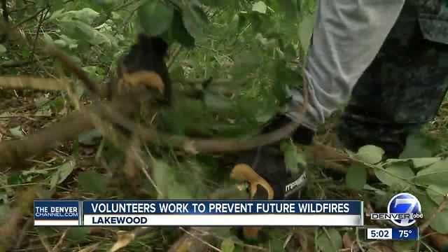 Volunteers work to remove dead trees, brush from areas vulnerable to wildfires