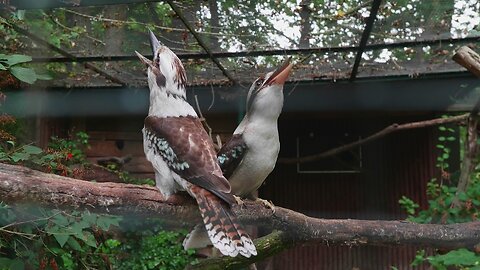 Look at the kookaburra duo laughing.