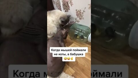 #shorts Смешные Коты Из Тик Тока 254 Funny Cats From Tiktok