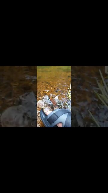 When you are a kid and put the heads of the fish caught on your toes. #kids #fishing #trout