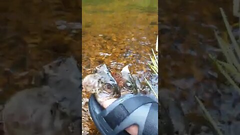 When you are a kid and put the heads of the fish caught on your toes. #kids #fishing #trout