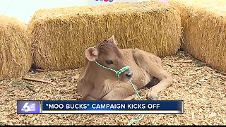 "Moo Bucks" campaign kicks off