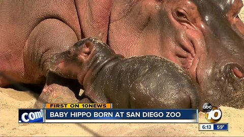 Baby hippo born at San Diego Zoo