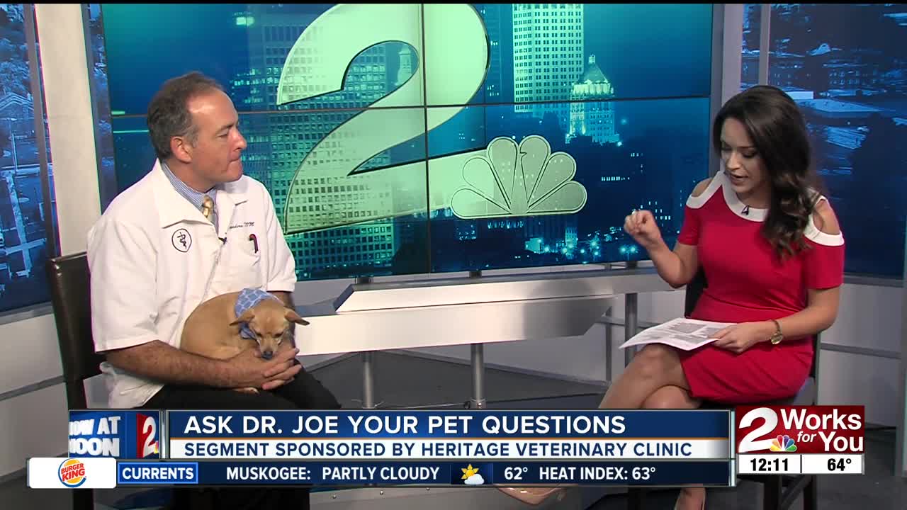 Ask Dr. Joe: Desi the Chiweenie