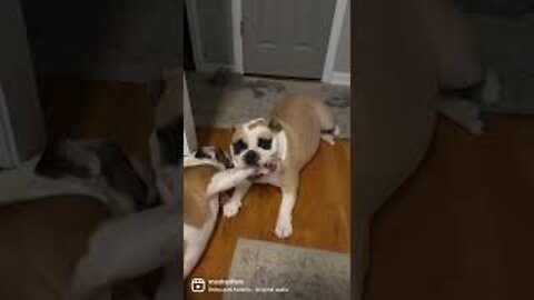 Stubby the Bulldog Pestering Cookie