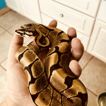 Ryker the ball python