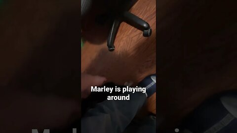 Marley is playing around again.
