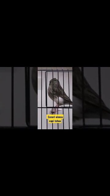 Canari-oiseau capi-tchou