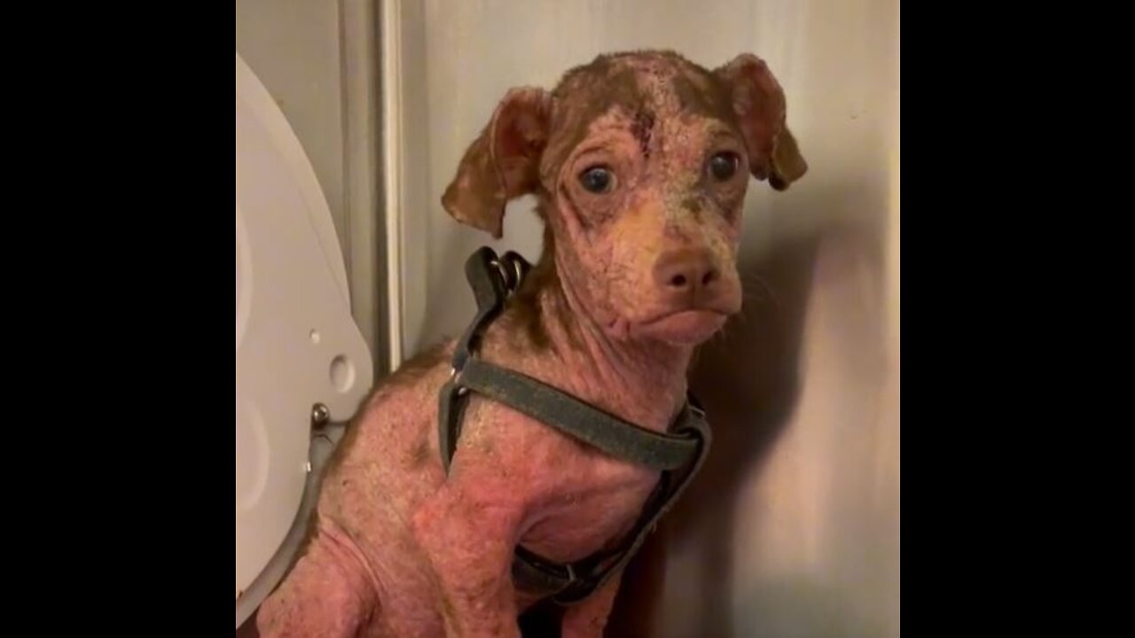 Puppy RESCUE - Wait for the transformation