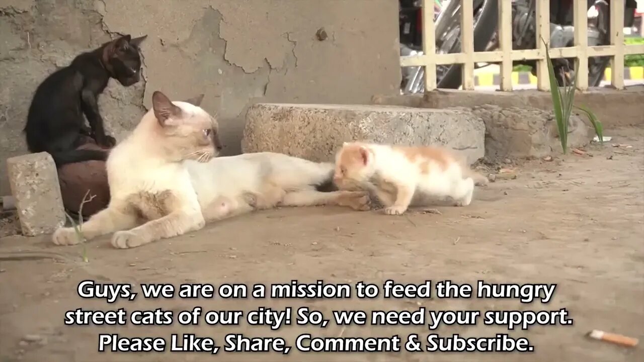 Abandoned kitten stops people to get attention but they're busy in their activities.