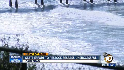 Seabass restoration effort flops