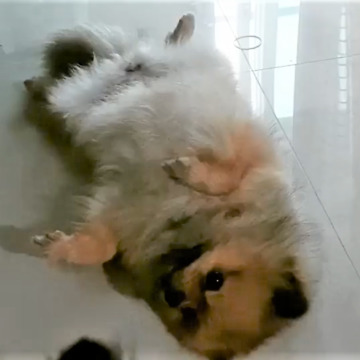 Pomeranian Refuses To Stand Up Until He Hears The Magic Words
