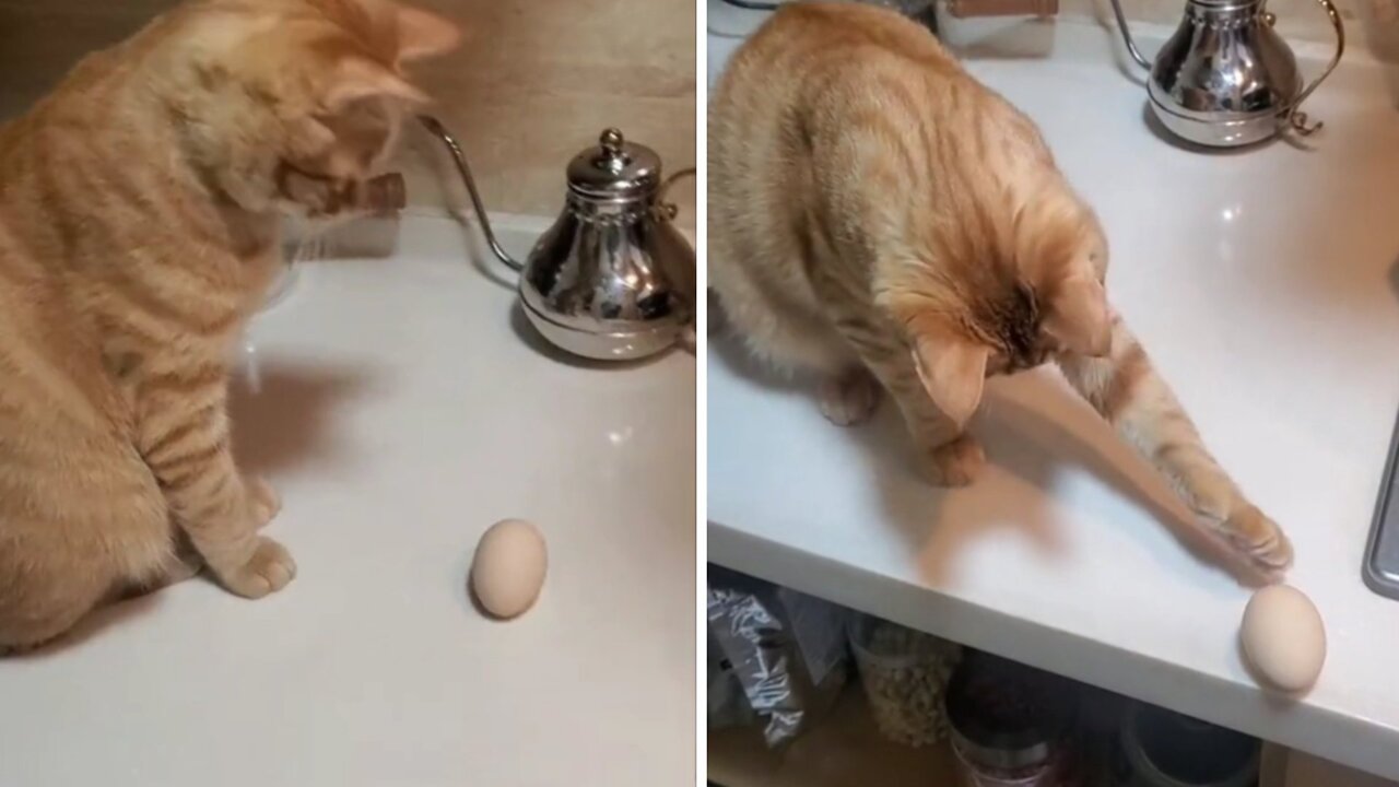 Cat playing chicken egg is very cute