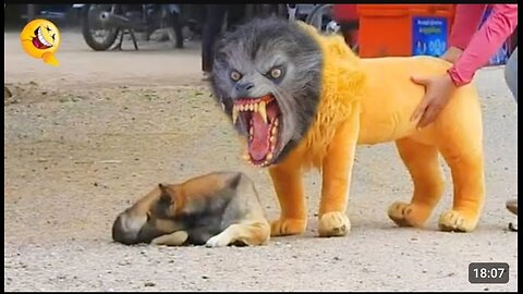 Troll prank dog funny videos