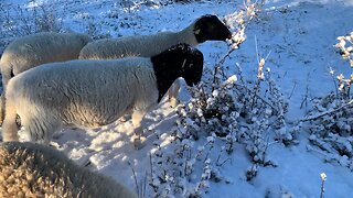 Morning Dorper Sheep Routine + Snow