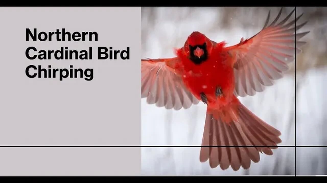 Northern Cardinal Bird Chirping