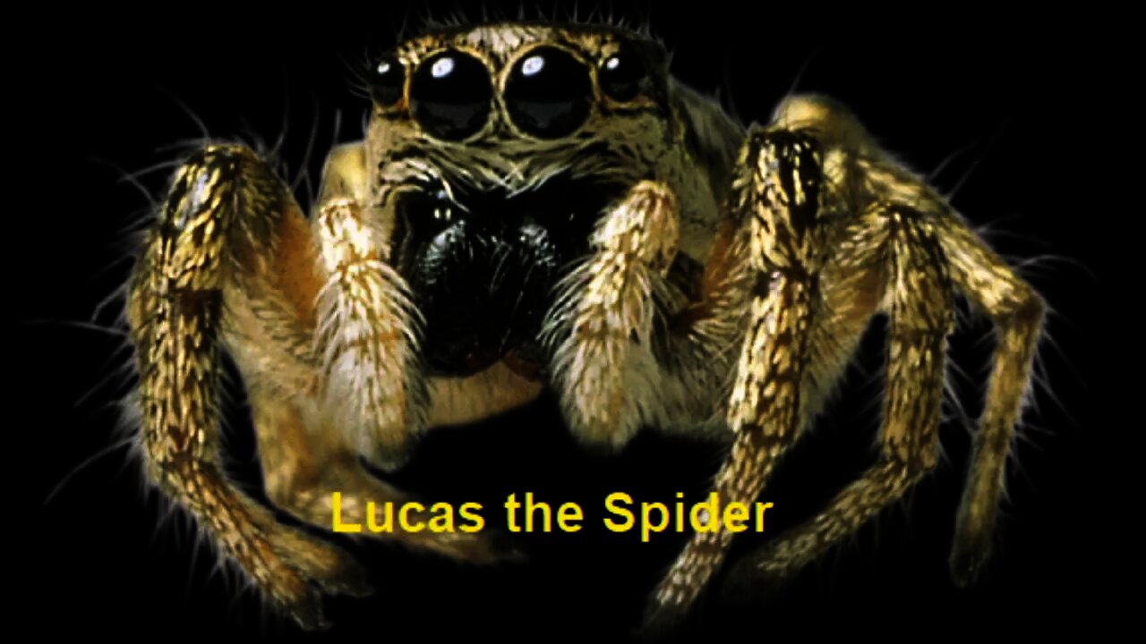 Lucas the Spider playtime reaction