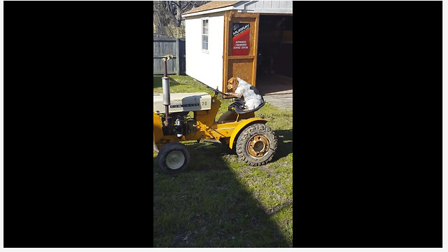 Dog drives lawnmower tractor with ease