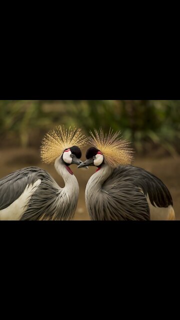 Love and life among birds in nature