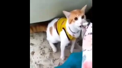 Best cat funny cat video 2021