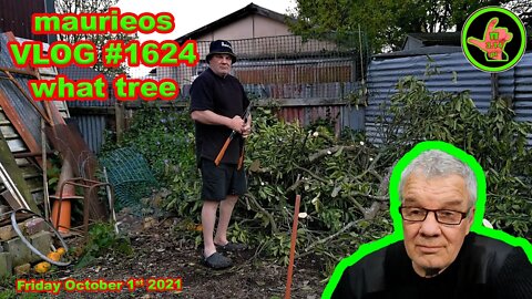 maurieos VLOG #1624 what tree