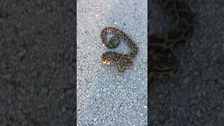 Baby Burmese python in the Everglades! #shortsyoutube